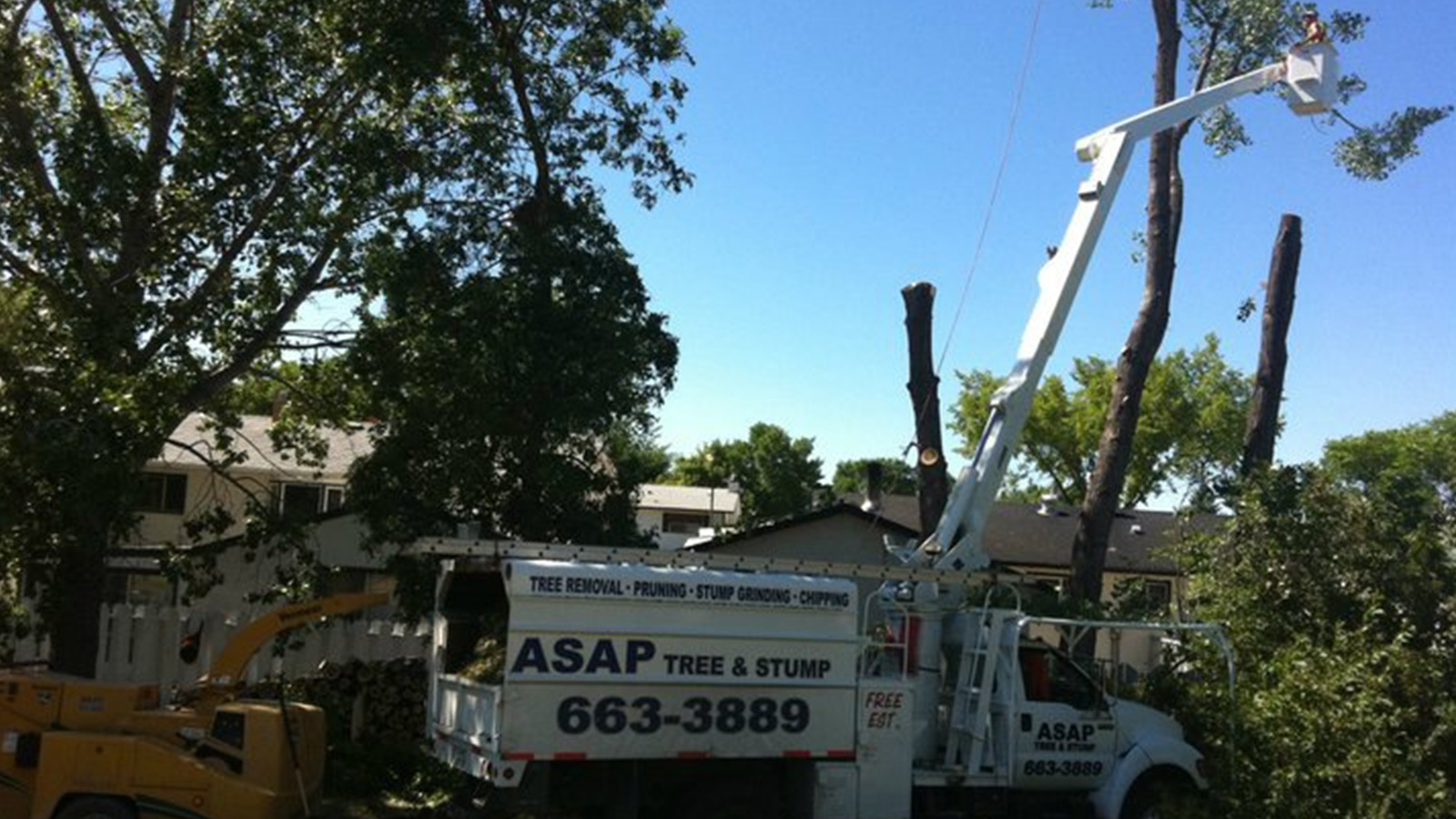 ASAP Tree And Stump - Gallery
