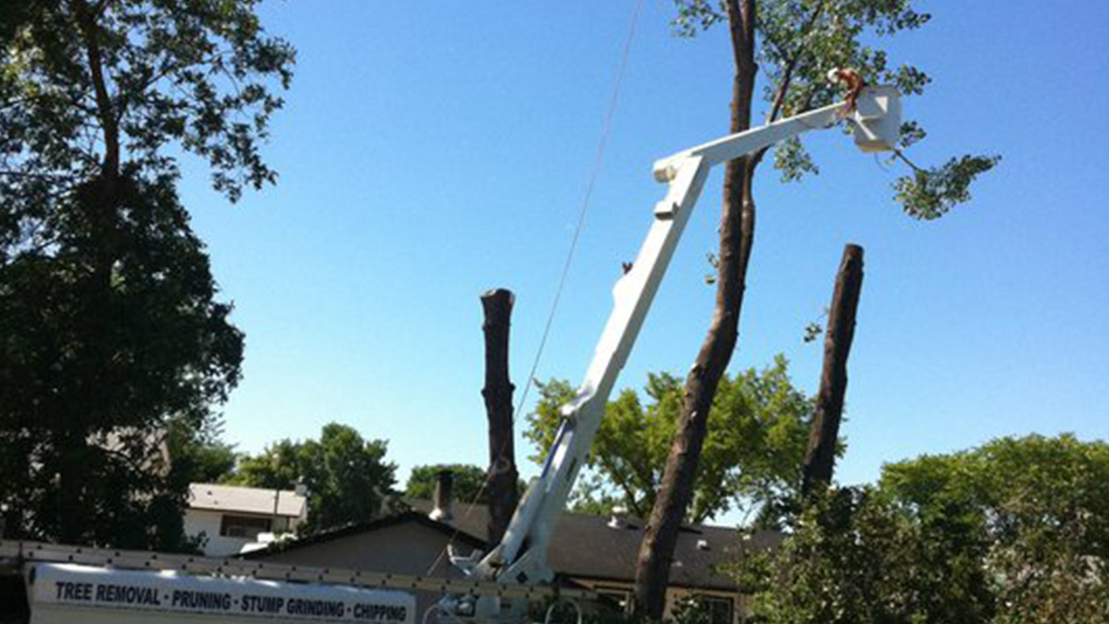 ASAP Tree And Stump - Gallery