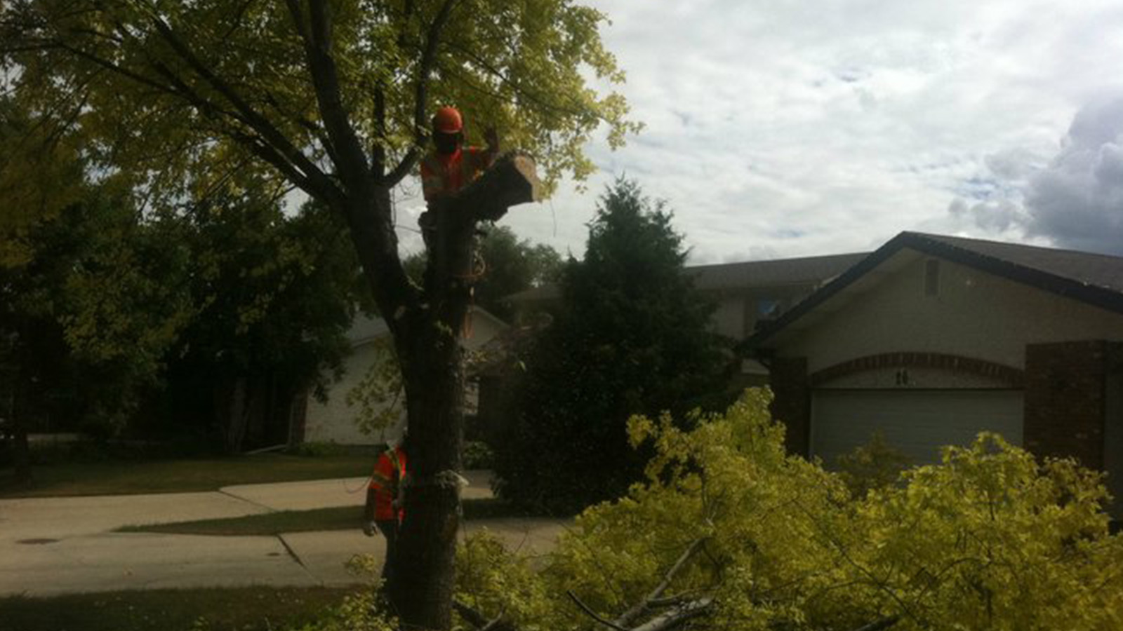 ASAP Tree And Stump - Gallery