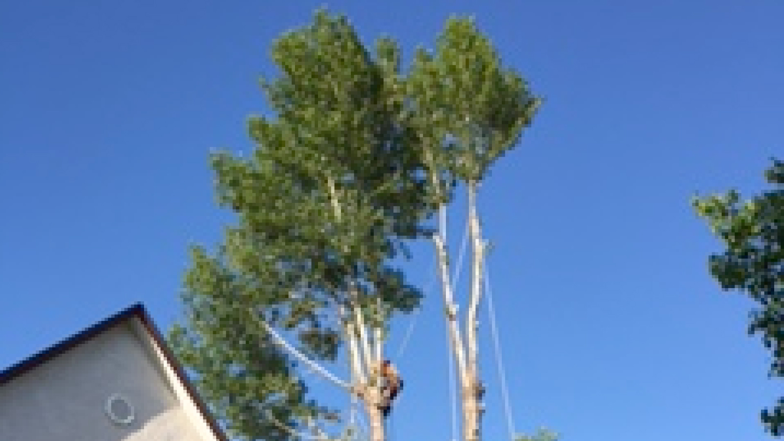 ASAP Tree And Stump - Gallery