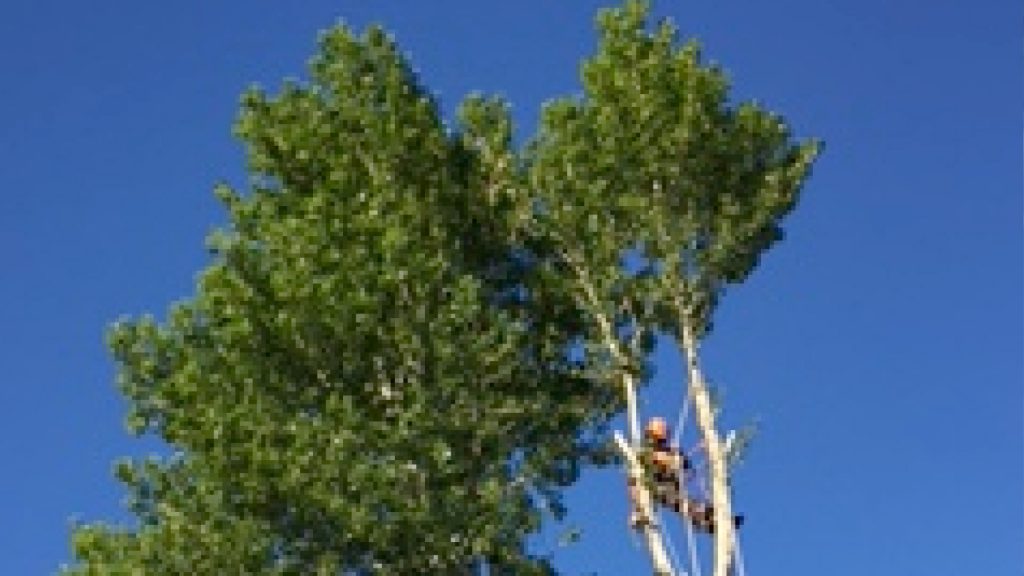 ASAP Tree & Stump Tree Service Company